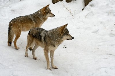 Mexican Wolves IMGP2741.jpg
