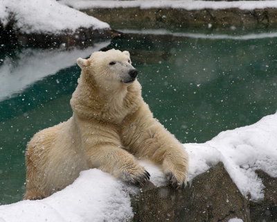 Polar Bear IMGP2808.jpg
