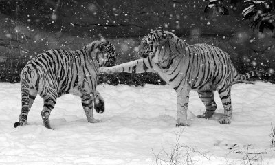 White Tigers IMGP2781.jpg