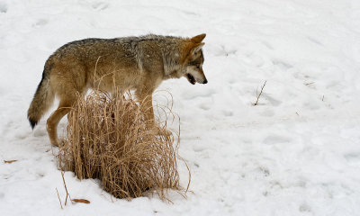 Mexican Wolf.... stalking...