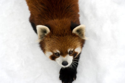 Red Panda IMGP2525.jpg