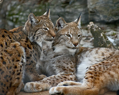 Eurasian Lynx IMGP2538.jpg