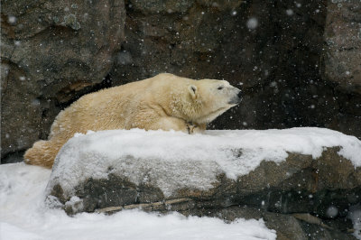 Polar Bear IMGP2819.jpg