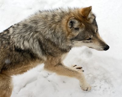 Mexican Wolf IMGP2657.jpg