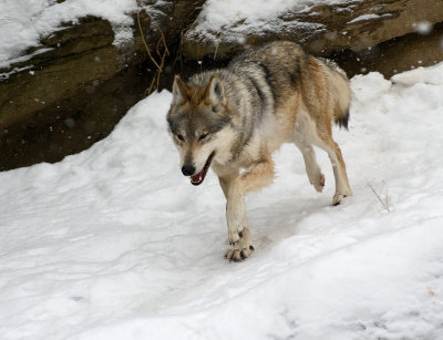 Mexican Wolf IMGP2680.jpg