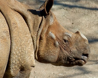 Rhino IMGP2852.jpg