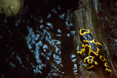 Yellow Poison Dart Frog IMGP1992.jpg