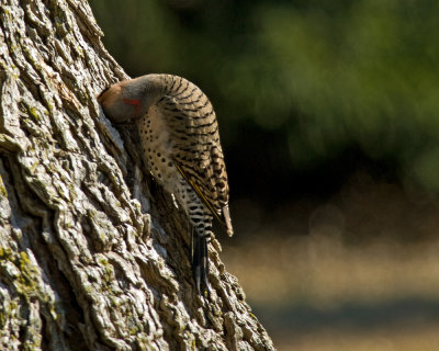 Woodpeckers