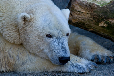 Polar Bear IMGP3057.jpg