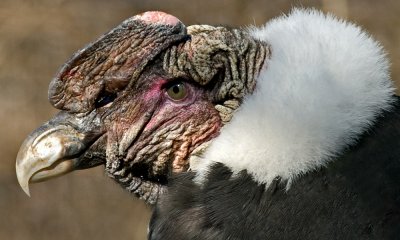 Andean Condor IMGP3004.jpg