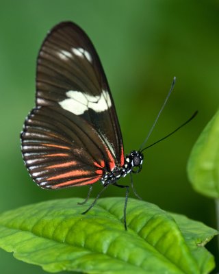 Indianapolis Zoo Butterfly Exhibit IMGP3540.jpg