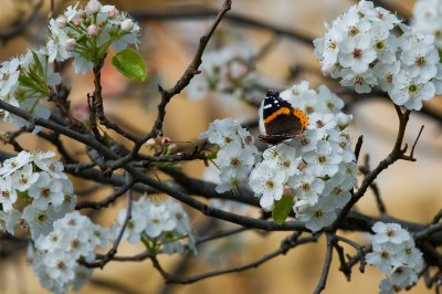 Red Admiral IMGP3920a.jpg