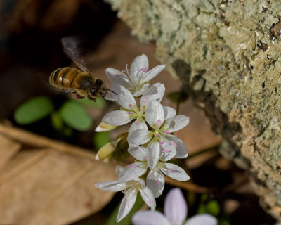 Spring Beauties IMGP4079a.jpg