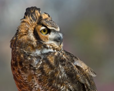 Great Horned Owl IMGP4230.jpg