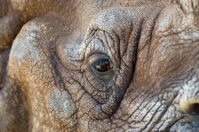 Eye of the Rhino IMGP4177a.jpg