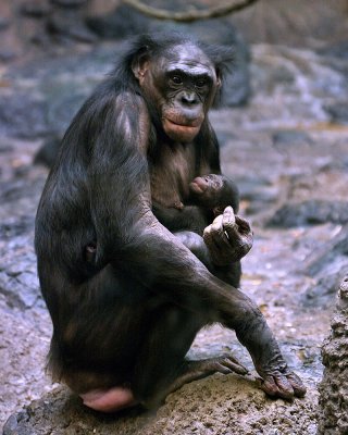 Bonobos IMGP4421a.jpg