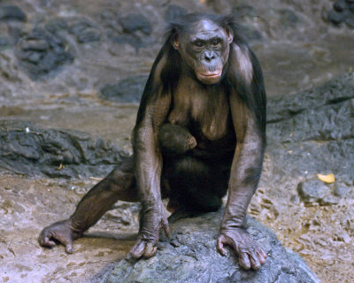 Bonobos IMGP4438a.jpg