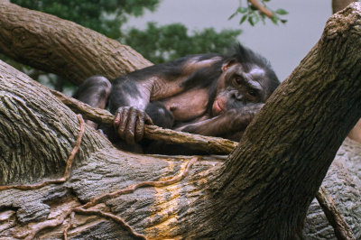 Bonobos IMGP4395.jpg