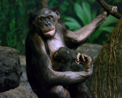 Bonobos IMGP4420a.jpg