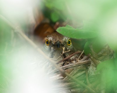 Brown Thrasher on nest IMGP5199.jpg