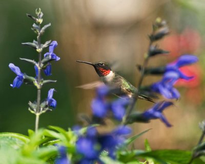 Salvias and Hummingbirds - 2009