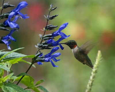 Male on Salvia Guaranitica IMGP5319.jpg