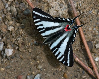 Zebra Swallowtail IMGP5283.jpg