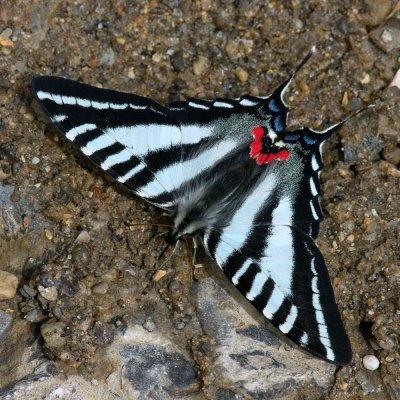 Zebra Swallowtail IMGP5312.jpg