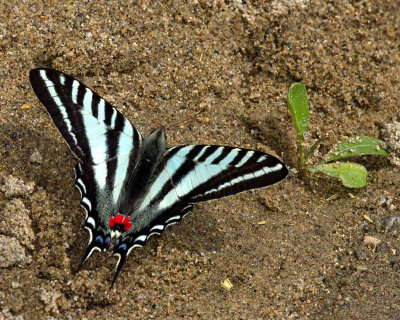 Zebra Swallowtail IMGP5318.jpg
