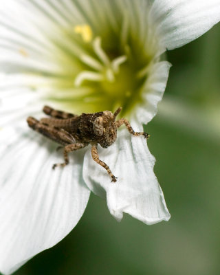 Grasshopper Nymph IMGP5483a.jpg