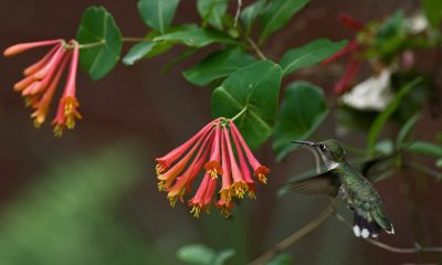 Other Hummingbird Blooms 2009