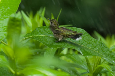 Hummer bath 4 IMGP6122.jpg