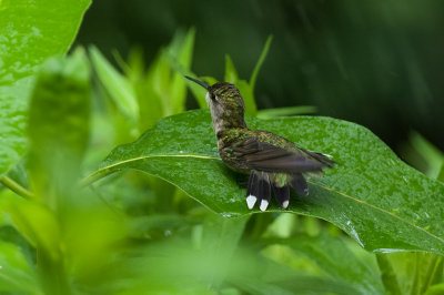 Hummer bath 3 IMGP6123.jpg