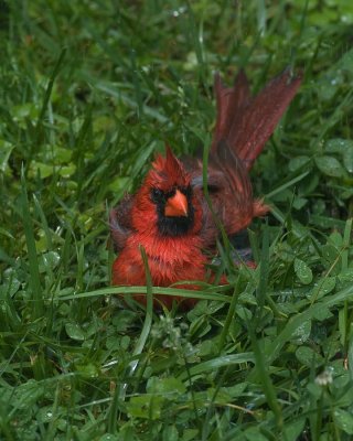 Cardinal bath IMGP6142.jpg