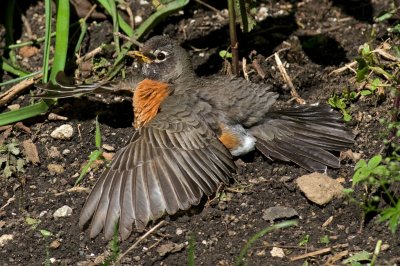 Robin Sunning Behavior IMGP6292.jpg