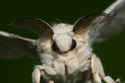 Silkworm Moth crop IMGP6375a.jpg