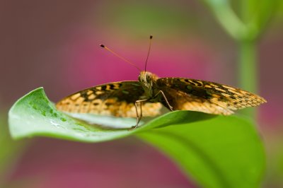 Great Spangled Fritillary IMGP7575.jpg