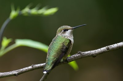 Immature Male IMGP7644.jpg