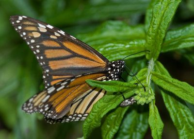 Monarch ovipositing on asclepias tuberosa IMGP8288.jpg