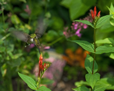 Spigelia marilandica - Indian Pink IMGP9380.jpg