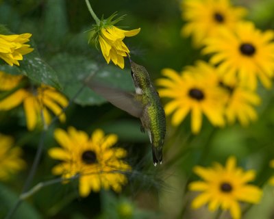 Helianthus divaricatus - Woodland Sunflower IMGP9339.jpg