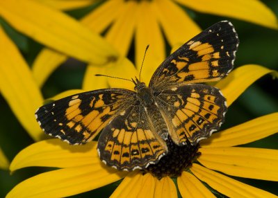 Silvery Checkerspot IMGP9412.jpg