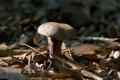 Fungi IMGP0741.jpg