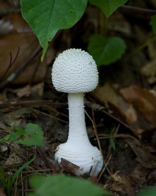 Fungi IMGP0838.jpg