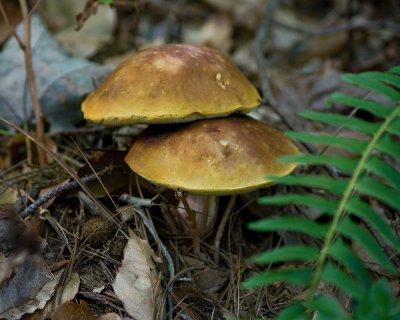 Fungi IMGP0841.jpg