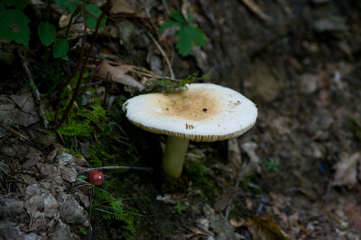 Fungi IMGP0845.jpg