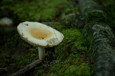 Fungi IMGP0846.jpg