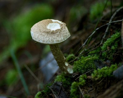 Fungi IMGP0847.jpg