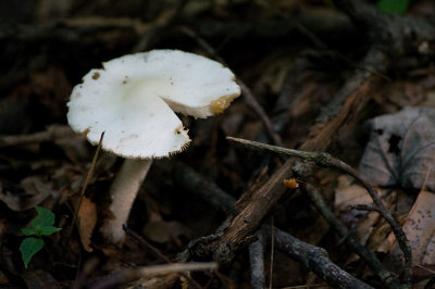 Fungi IMGP0849.jpg