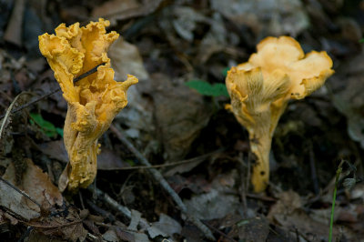 Fungi IMGP0851.jpg